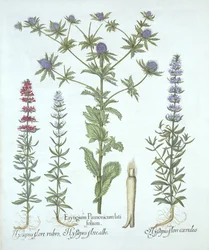 Sea Holly and Three Kinds of Hyssop, from Hortus Eystettensis