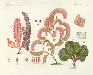 Different kinds of seaweed