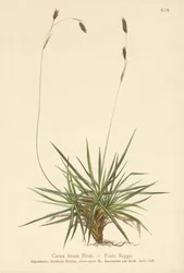 Sedge