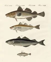 Shellfish