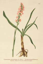 Short-spurred Fragrant Orchid