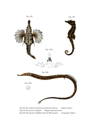 Short Dragonfish