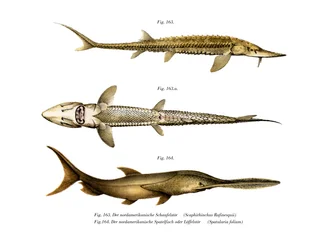 Shovelnose Sturgeon