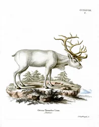 Siberian Reindeer