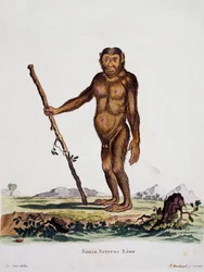 Simia satyrus, from Mammals illustrated from Nature with descriptions