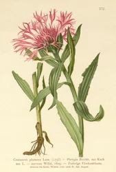 Singleflower Knapweed