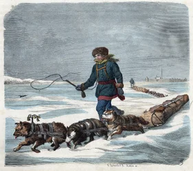 Sled dog in the snow of America. In 