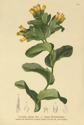 Smooth Honeywort