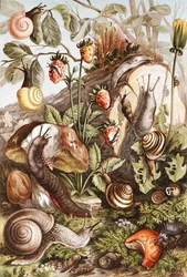 Snails, Plate from 