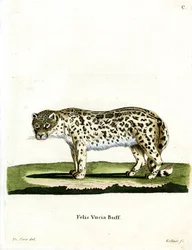 Snow Leopard