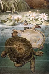 Soft Shelled Turtle, plate from Brehms Tierleben