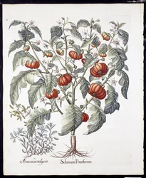 Solanum Pomiferum from Hortus Eystettensis by Basil Besler, pub. 1613