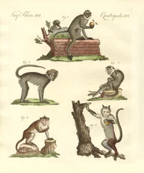Some Kinds of Monkeys