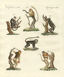Some Kinds of Monkeys
