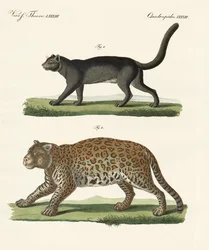 South American Animals