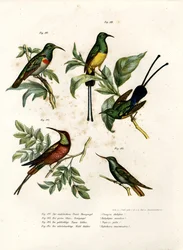 Southern Double-collared Sunbird