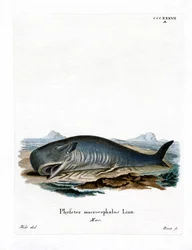 Sperm Whale