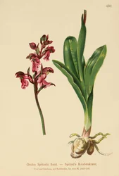 Spitzels Orchid