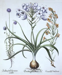 Star of Bethlehem, with Blue Flowered Sheeps Bit and Dyers Greenwood, from Hortus Eystettensis