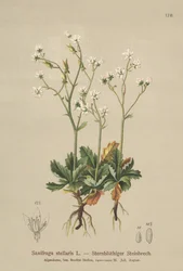 Starry Saxifrage