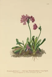 Sticky Primrose