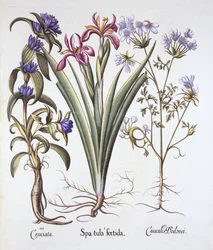 Stinking Iris, Orlaya, and Crosswort Gentian, from Hortus Eystettensis