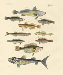 Strange and beautiful fish