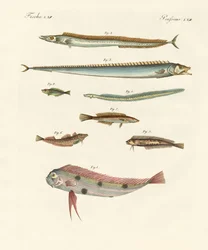 Strange and Beautiful Fish