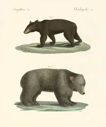Strange Bears