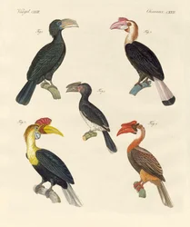 Strange birds