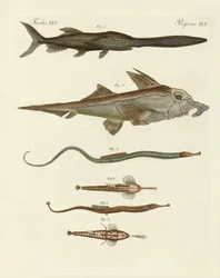 Strange Cartilaginous Fish