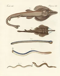 Strange cartilaginous fish