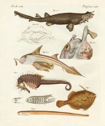 Strange Cartilageous Fish