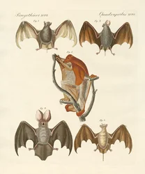 Strange Chiroptera