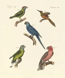 Strange Climbing Birds
