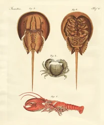 Strange Crabs