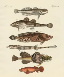Strange Fish