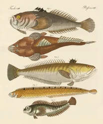 Strange Fish