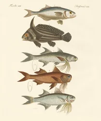 Strange Fish