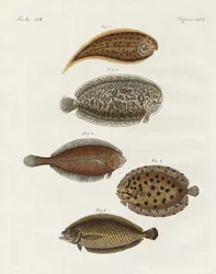 Strange Fish