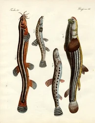 Strange fish
