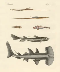 Strange fish