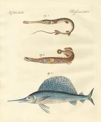 Strange Fish
