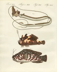 Strange Fish
