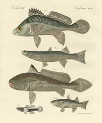 Strange Fish from the Ganges