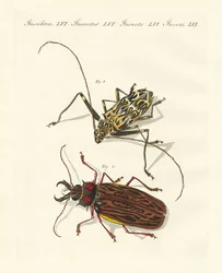 Strange Foreign Beetles