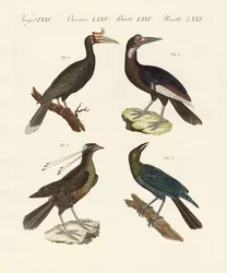 Strange Foreign Birds