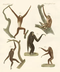 Strange Gibbons