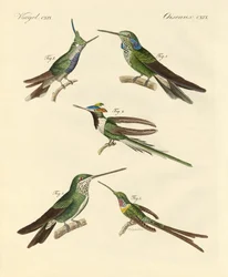 Strange Hummingbirds