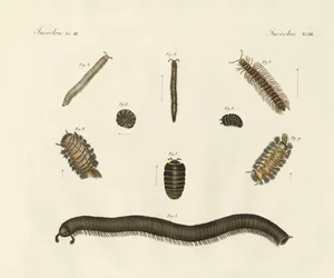 Strange insects